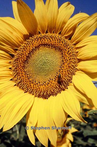 helianthus annus 2 graphic